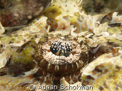 Close up of Crocodile Fish Eye... Olympus E-330 + 50mm Ma... by Adrian Schokman 